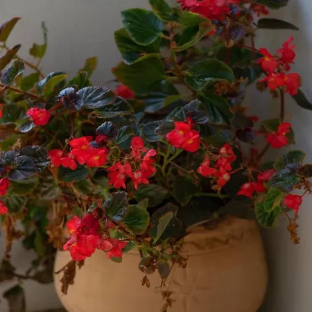 Jasmin Nissaki Νησάκι